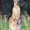 Baby Kangaroo In The Pouch Diamond Painting