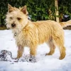 Blonde Cairn Terrier Dog Diamond Painting