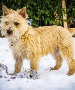 Blonde Cairn Terrier Dog Diamond Painting