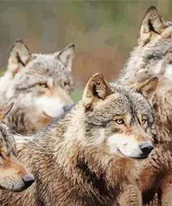 Brown Wolves Diamond Painting