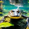 Caiman Under Water Diamond Painting