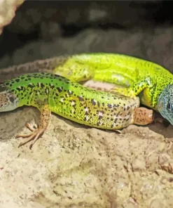 European Green Lizard Diamond Painting