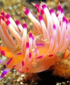 Flabellina Diamond Painting