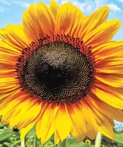 Helianthus Giganteus Diamond Painting