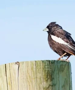 Lark Bunting Bird Diamond Painting