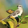 Mockingbird Diamond Painting