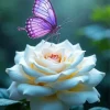 Purple Butterfly On White Rose Diamond Painting