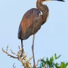 Tricolored Heron Diamond Painting