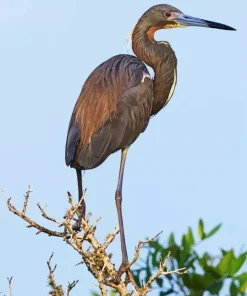 Tricolored Heron Diamond Painting