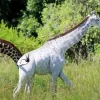 Albino Giraffe Diamond Painting