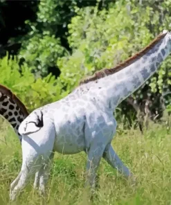 Albino Giraffe Diamond Painting