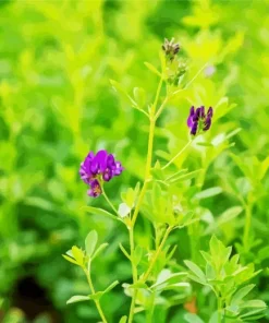 Alfalfa Plant Diamond Painting