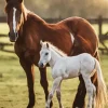 Baby And Mama Horse Diamond Painting