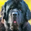 Black Newfoundland Dog Diamond Painting