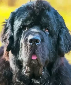 Black Newfoundland Dog Diamond Painting