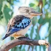 Blue Winged Kookaburra Diamond Painting