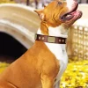 Brown Amstaff Dog Diamond Painting