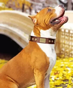 Brown Amstaff Dog Diamond Painting