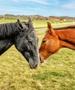Brown And Black Horses Diamond Painting