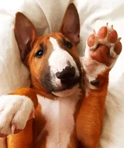 Brown And White English Bull Terrier Diamond Painting