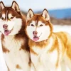 Brown And White Huskies Diamond Painting