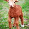 Brown Baby Lamb Diamond Painting