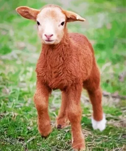 Brown Baby Lamb Diamond Painting