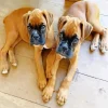 Brown Boxer Puppies Diamond Painting