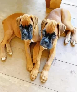 Brown Boxer Puppies Diamond Painting