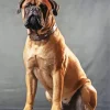 Brown Bull Mastiff Diamond Painting