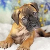 Brown Bullmastiff Puppy Diamond Painting