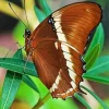 Brown Butterfly Diamond Painting