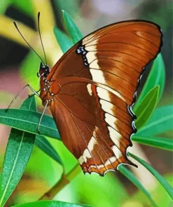 Brown Butterfly Diamond Painting
