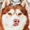 Brown Eyes Husky Diamond Painting
