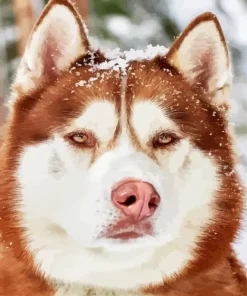 Brown Eyes Husky Diamond Painting