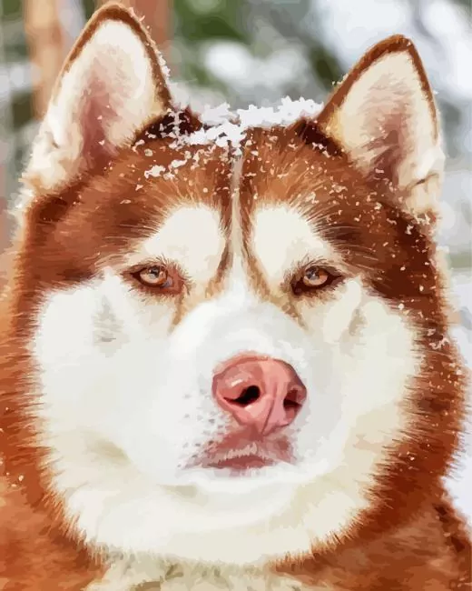 brown eyes husky Diamond By Numbers Brown Eyes Husky Diamond Painting