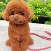 Brown Fluffy Poodle Diamond Painting