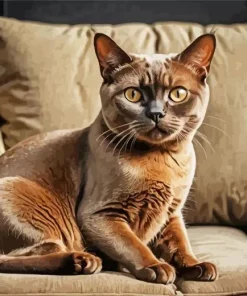Burmese Cat On Sofa Diamond Painting
