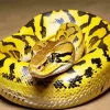 Burmese Python Diamond Painting