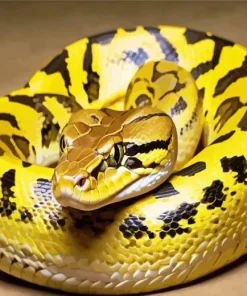 Burmese Python Diamond Painting