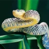 Bush Snake Diamond Painting
