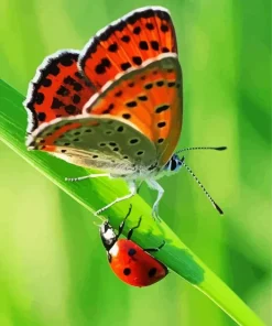 Butterfly And Ladybug Diamond Painting