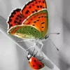 Butterfly And Ladybug Diamond Painting