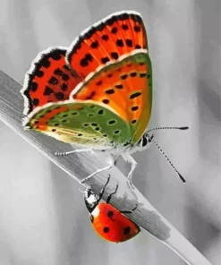 Butterfly And Ladybug Diamond Painting