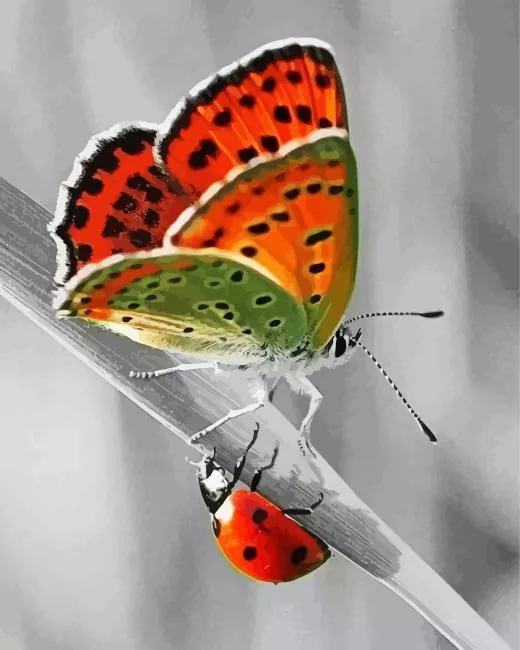 butterfly and ladybug Diamond Paintings Butterfly And Ladybug Diamond Painting