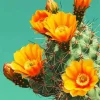 Cactus With Orange Flowers Diamond Painting