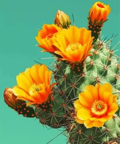 Cactus With Orange Flowers Diamond Painting