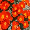 California Poppy Red Chief Diamond Painting