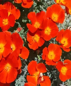 California Poppy Red Chief Diamond Painting