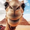 Camel Face Diamond Painting